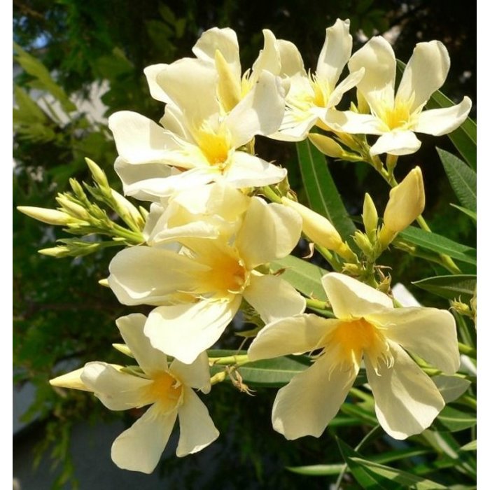 Oleander obyčajný  - Nerium oleander Yellow Co3L 40/60