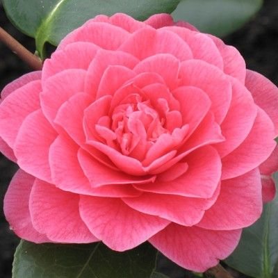 Kamélia Japonská  - Camellia japonica 'George Patton' Co30L  80/100