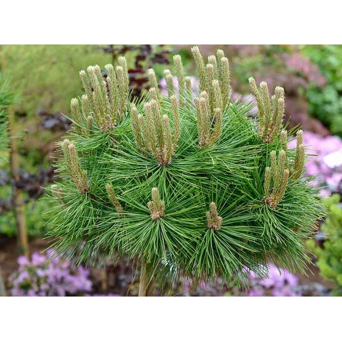 Pinus desinflora ´Low Glow´   Co18L  1/2 kmeň