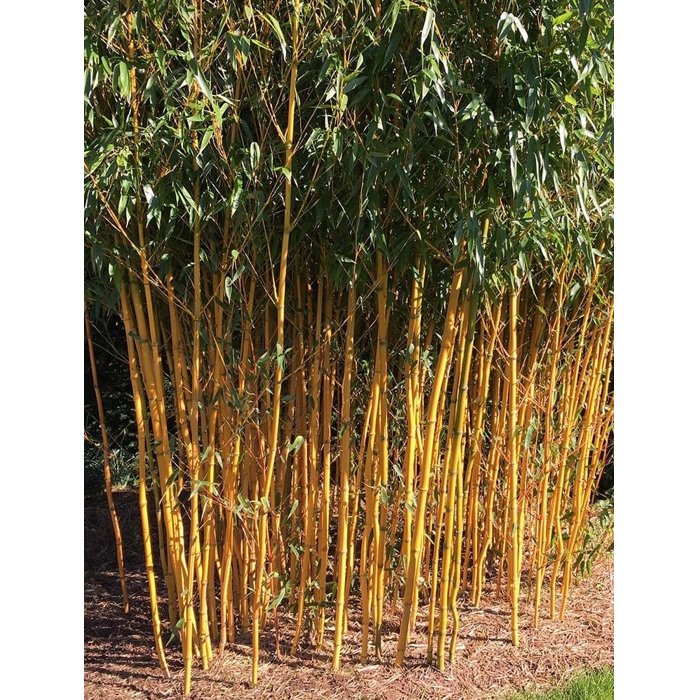 Bambus - Bambusa phyllostachys ´Aurea´ Co12L  150/175