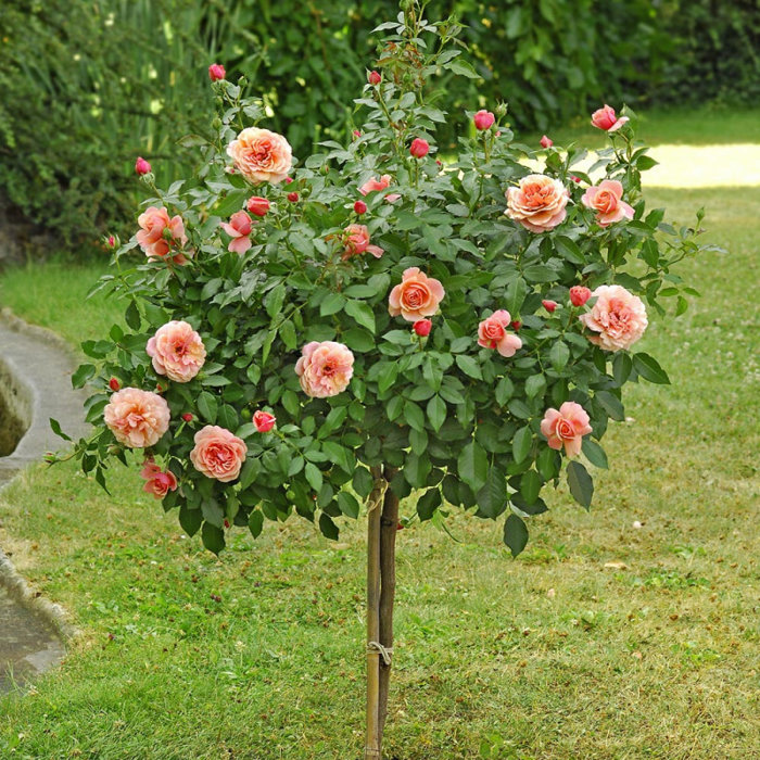 Ruža na kmienku - oranžová - Rosa Alberetto  Co9L 1/2 kmeň