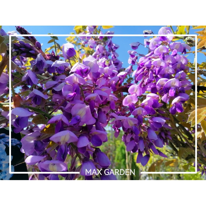 Vistéria japonská - Wisteria brachybotrys 'Okayama Fuji'  Co7L 160cm