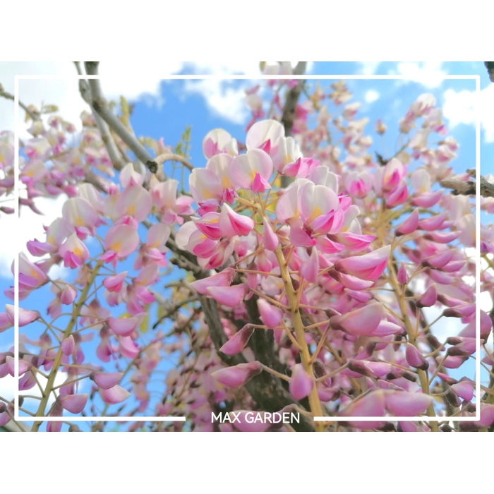 Vistéria japonská - Wisteria brachybotrys 'Showa-beni'  Co7L  200/250