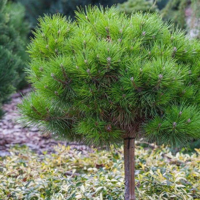 Pinus Nigra ´Bambino´  Co35-40L  1/4 kmeň  d60-80