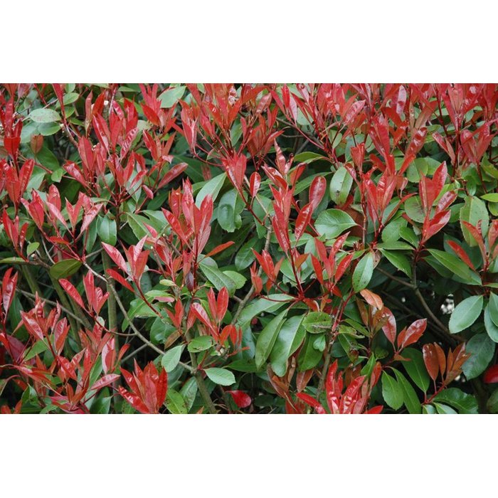 Červienka, Fotínia - Photinia fraseri ´Red Robin´ Co35L 140/150