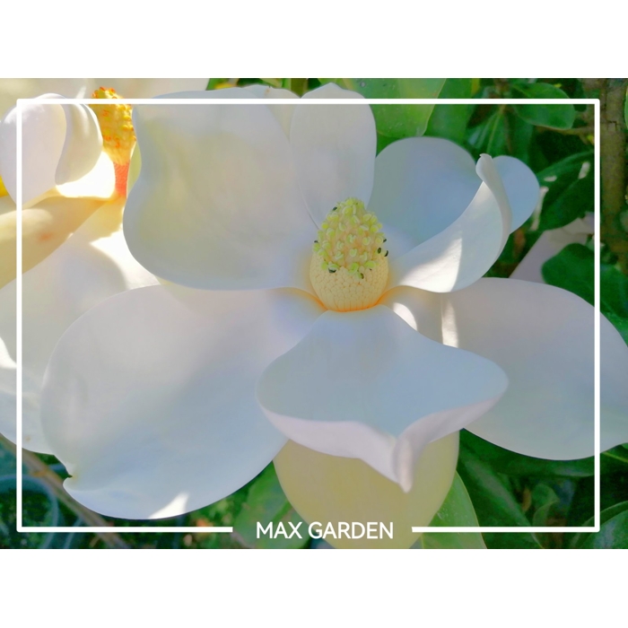 Magnólia veľkokvetá - Magnolia grandiflora 'Gallisoniensis' Co45L 150/175