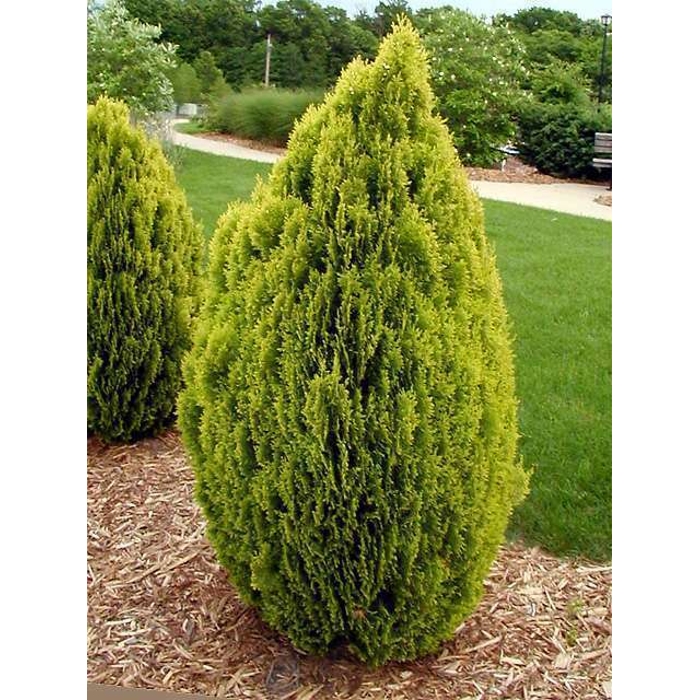 Tuja východná - Thuja orientalis 'Aurea Nana'  20/30