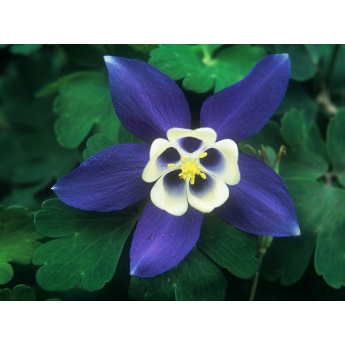 Aquilegia caerulea 'Spring Magic Blue and White'  Co1L