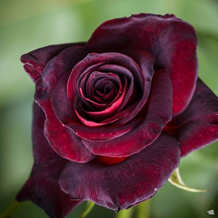 Ruža čajová - Rosa hybrida - bordová Co3L