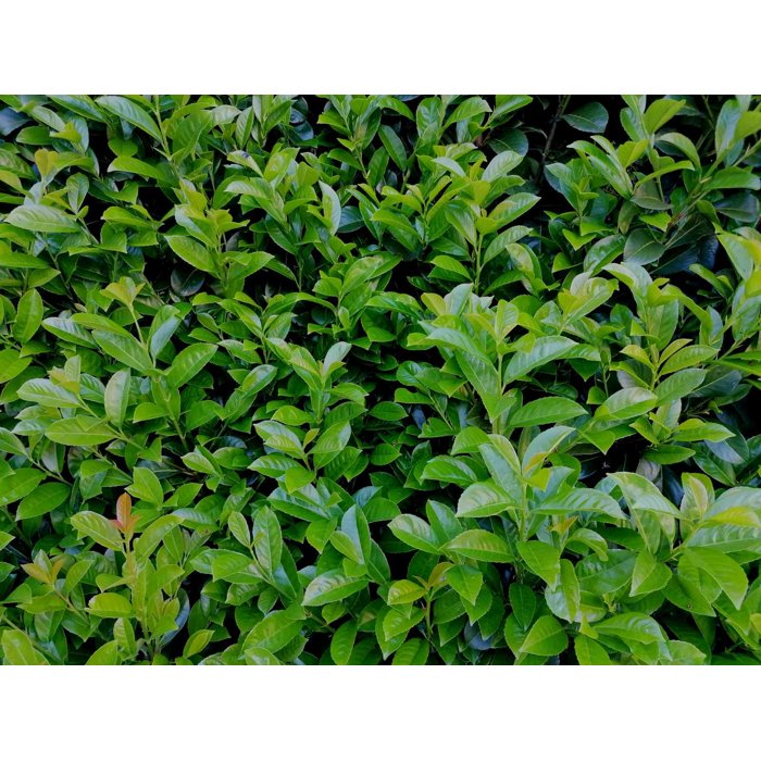 Vavrínovec lekársky Novita - Prunus laurocerasus ´Novita´ Co3L 40/50 (ITA)