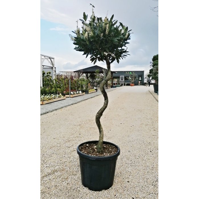 Vavrínovec lekársky - Prunus laurocerasus ´Otto Luyken´ - špirálový kmieniok  Co25L  1/2 kmeň d40-50