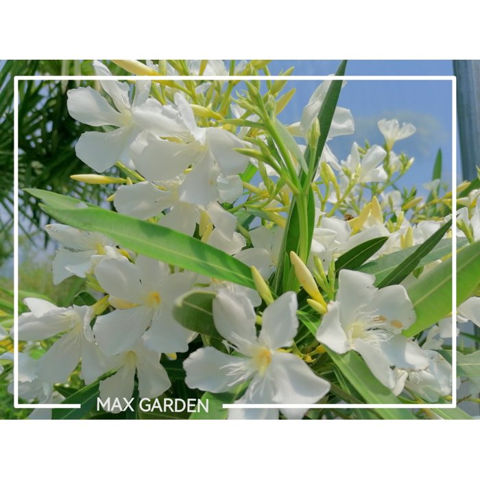 Oleander obyčajný  - Nerium oleander White Co18L 100/120