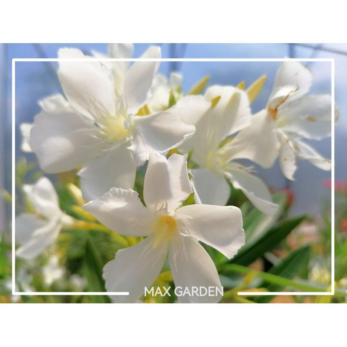 Oleander obyčajný  - Nerium oleander White Co25L 120/130