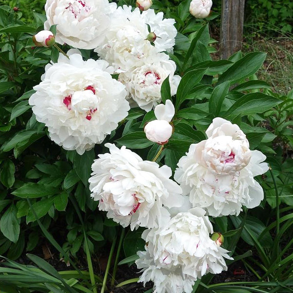 Pivonka čínska - Paeonia lactiflora 'Festiva Maxima' Co3L - MAX GARDEN - záhradné centrum pre Vašu záhradu