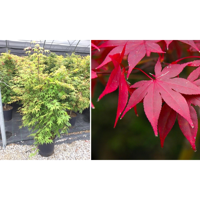 Javor dlaňolistý - Acer palmatum ´Osakazuki´  Co15L 80/100