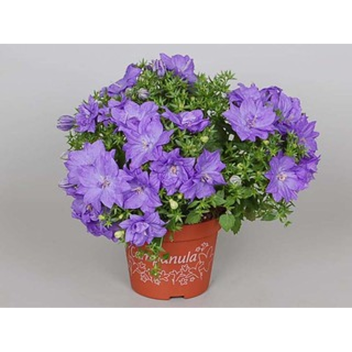 Campanula  'Dublin Blue'