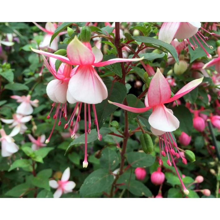 Fuchsia ´Elma´