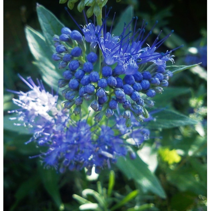 Caryopteris x clandonensis 'Inoveris' GRAND BLEU®  V9