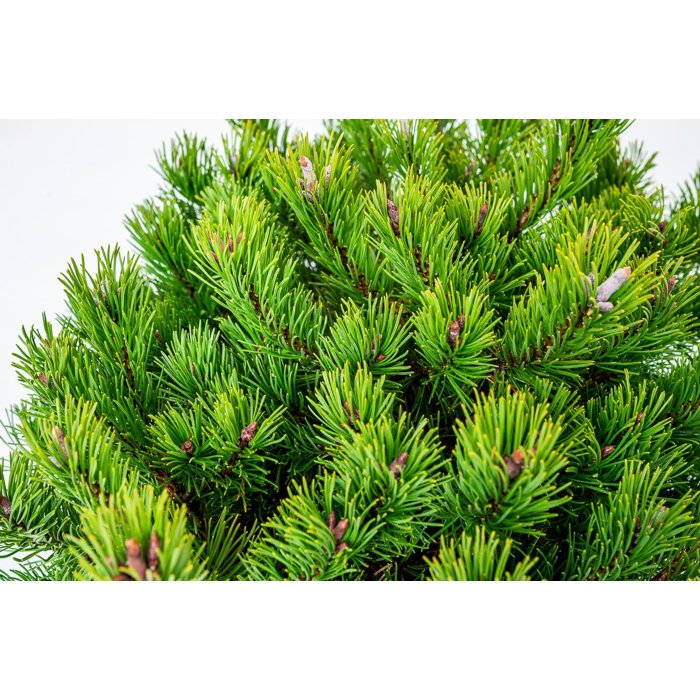 Borovica horská (kosodrevina)  - Pinus mugo ´Klostergrün´  Co7,5L 20/30