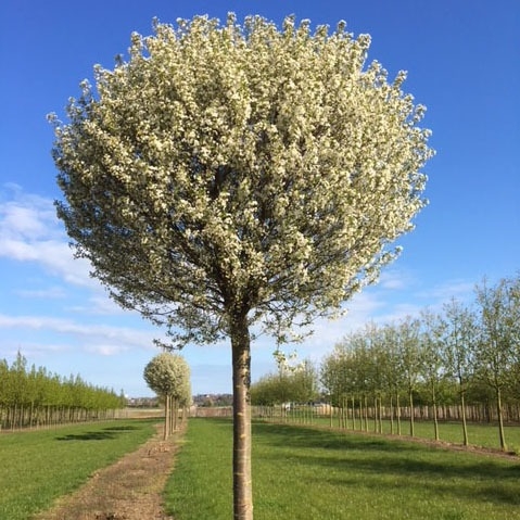 Višňa krovitá - Prunus fruticosa 'Globosa'  Veľkosť:  120KM  , K - FP