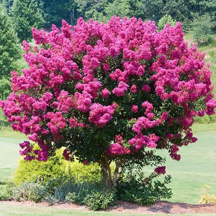 Myrta krepová tmavo ružová - Lagerstroemia indica ´Coccinea ´  Co35L 175/200  - viackmeňové