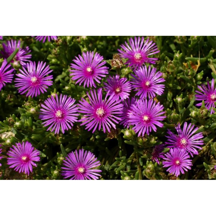 Delosperma Cooperi P12