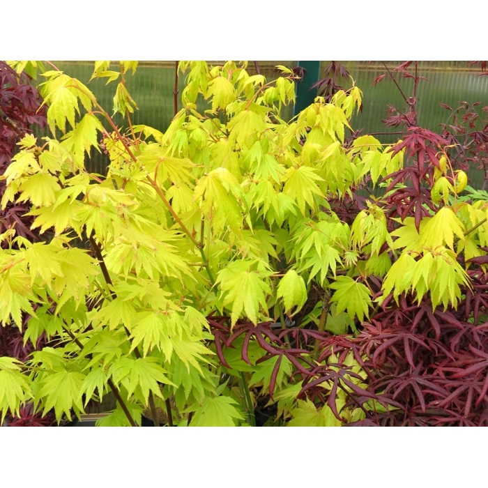 Javor - Acer shirasawanum ´Summergold´ Co7,5L 60/80