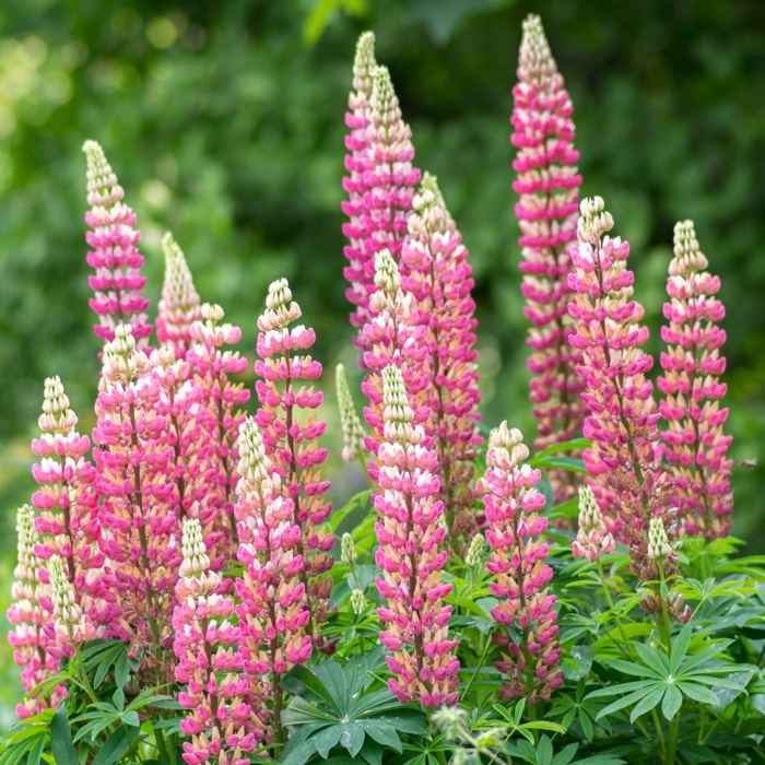 Lupínia mnoholistá - Lupinus polyphyllus ´Gallery pink´-   Co11