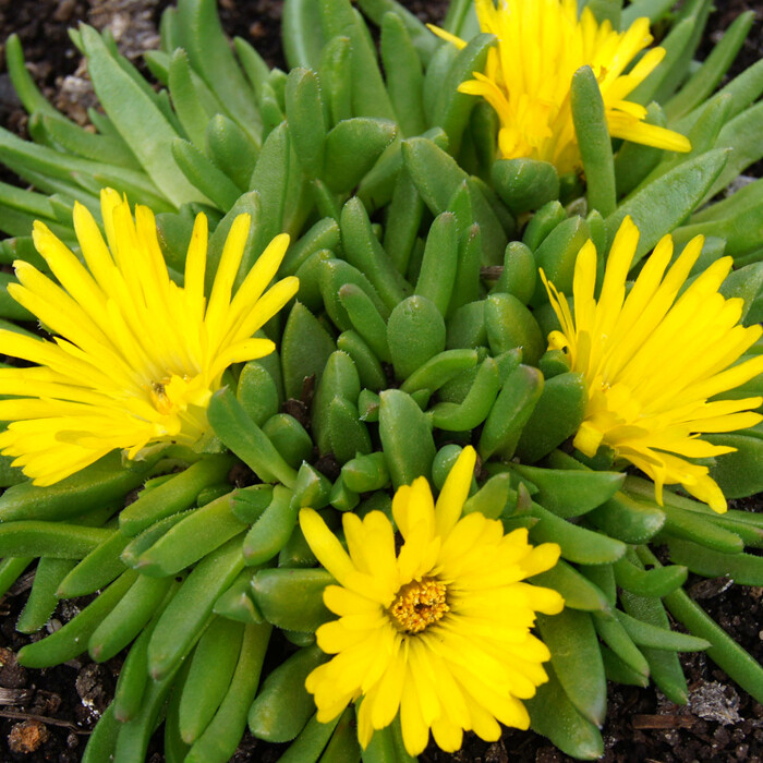 Delosperma ´Gold Nugget´ Co1L
