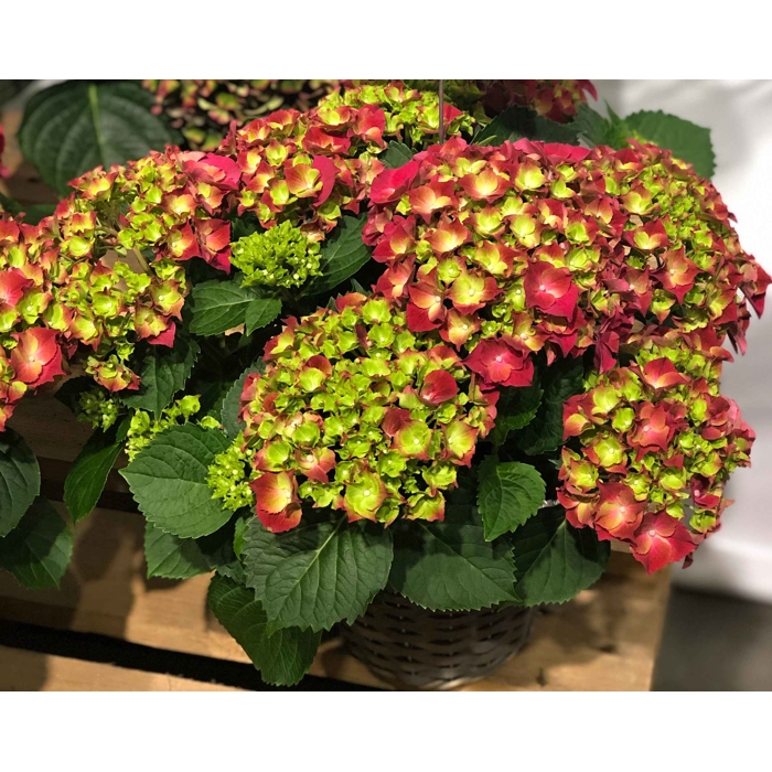 Hortenzia kalinolistá - Hydrangea macrophylla 'Hi Fire´