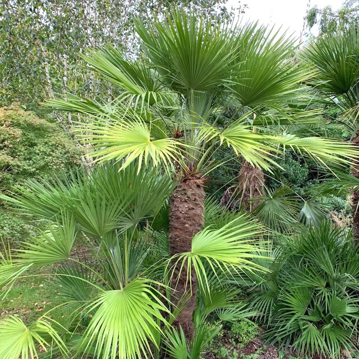 Palma konoponá - Chamaerops Excelsa - Trachycarpus fortunei  Co7/10L  60/80