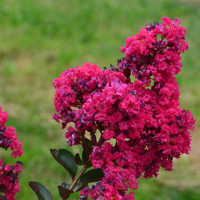 Myrta krepová - Lagerstroemia indica INDIYA CHARMS® FUCHSIA D'ETE Co8L  40/60  Co8L