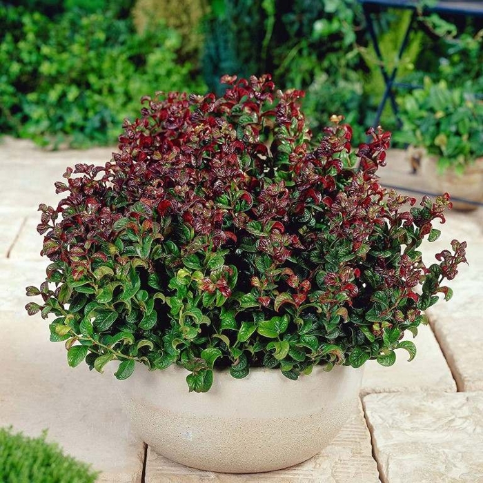 Leucothoe axillaris 'Curly Red'   Co10L