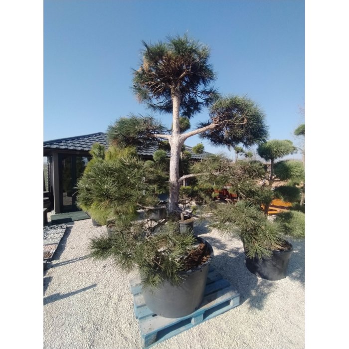 Borovica lesná - Pinus sylvestris POM-POM Co150L 200/250