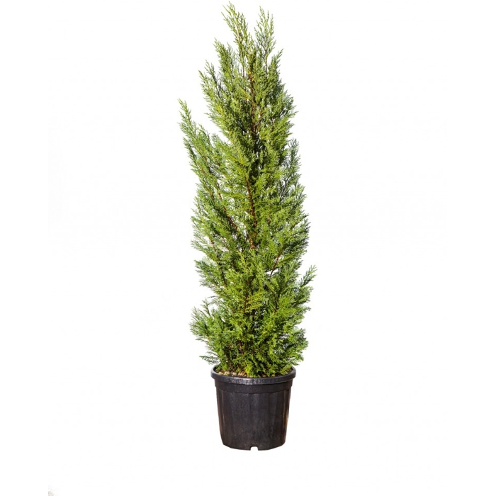 Cyprusovec leylandský - Cupressocyparis leylandii  300/350
