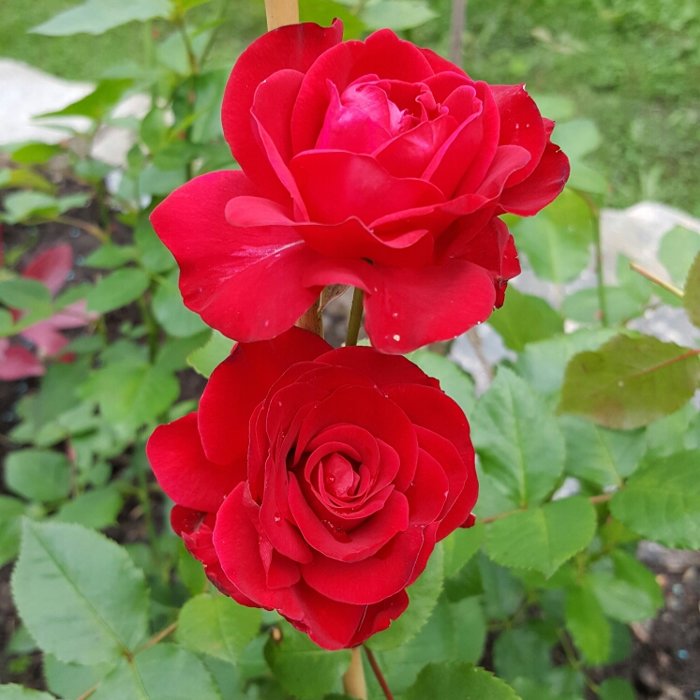 Ruža záhonová - Rosa floribunda ´Nina Weibull´ - veľkokvetá červená Co3L