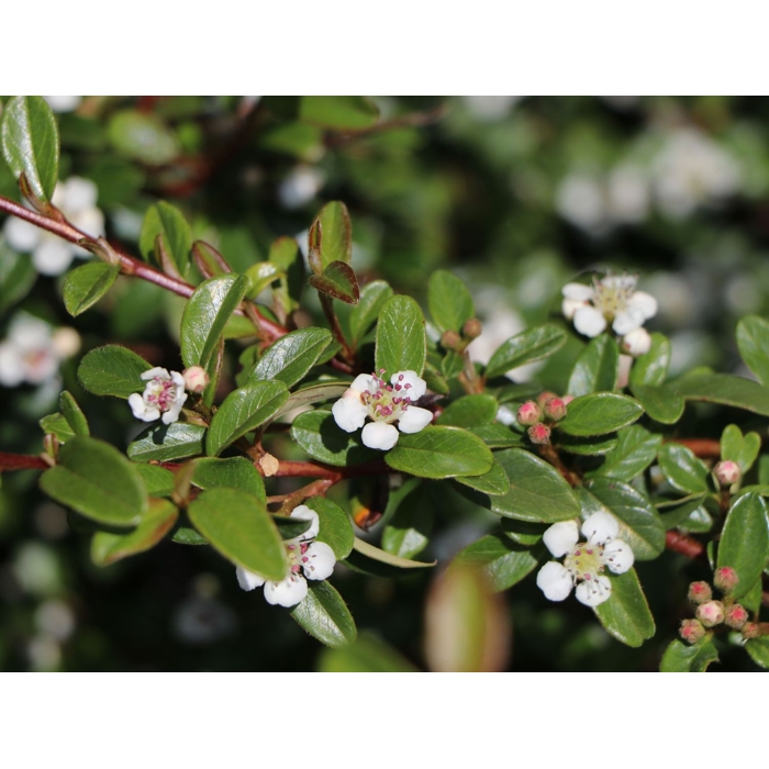 Skalník dammerov - Cotoneaster dammeri ´Frieders Evergreen´  P17 25/30