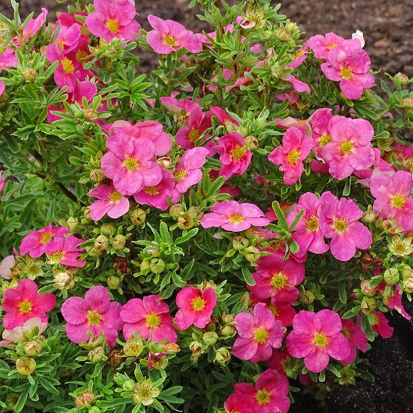 Nátržník - Potentilla fruticosa ´Belissima´ Co3L 25/30
