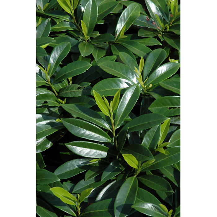 Vavrínovec lekársky - Prunus laurocerasus ´Mount Vernon´ Co2L 20/30