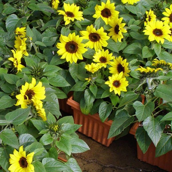 Slnečnica jednoročná - Helianthus Sunsation Co16