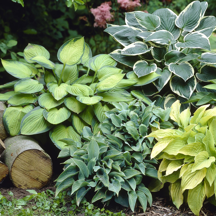 Funkia - Hosta MIX farieb Co1L  5/10