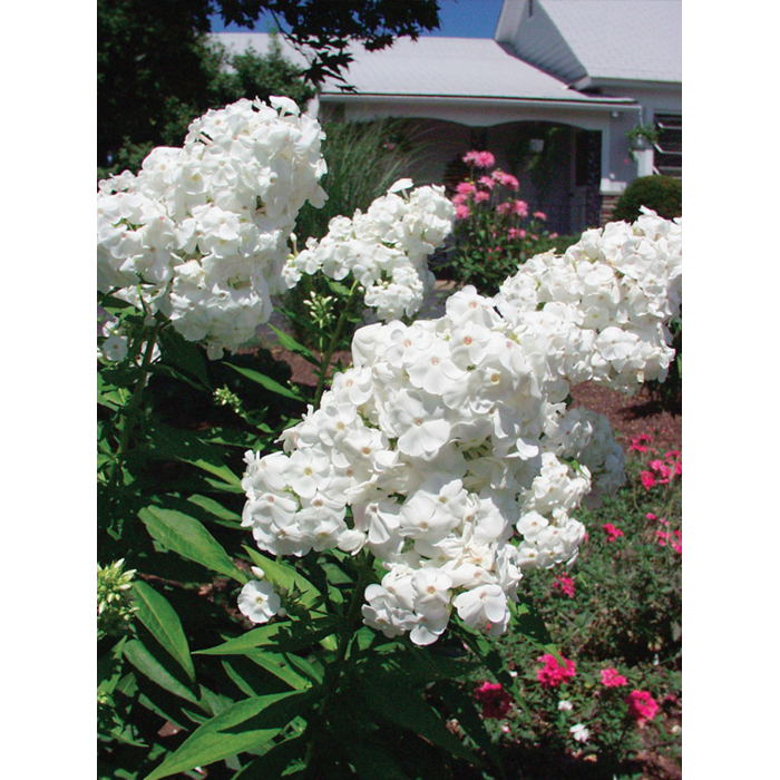 Flox metlinatý - Phlox paniculata ´David´
