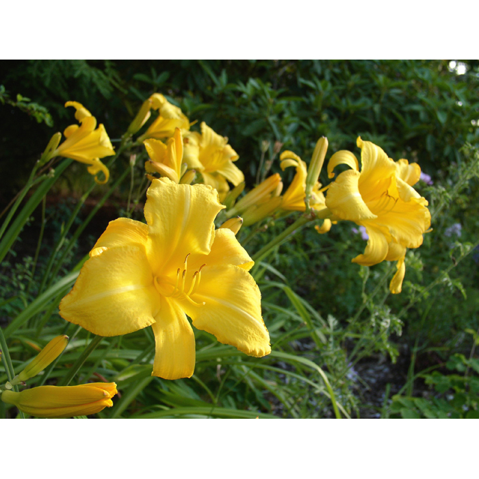 Ľaliovka – Hemerocallis ´Mary Todd´