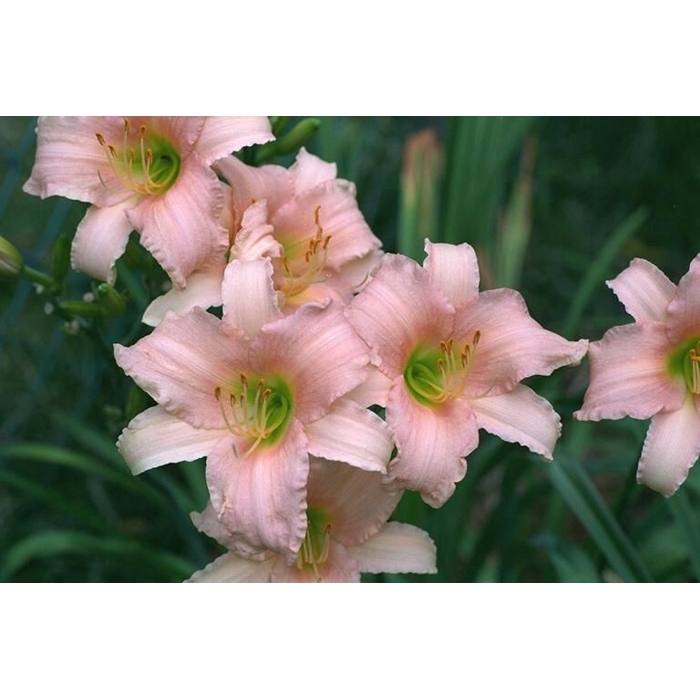 Ľaliovka – Hemerocallis ´Luxury Lace´