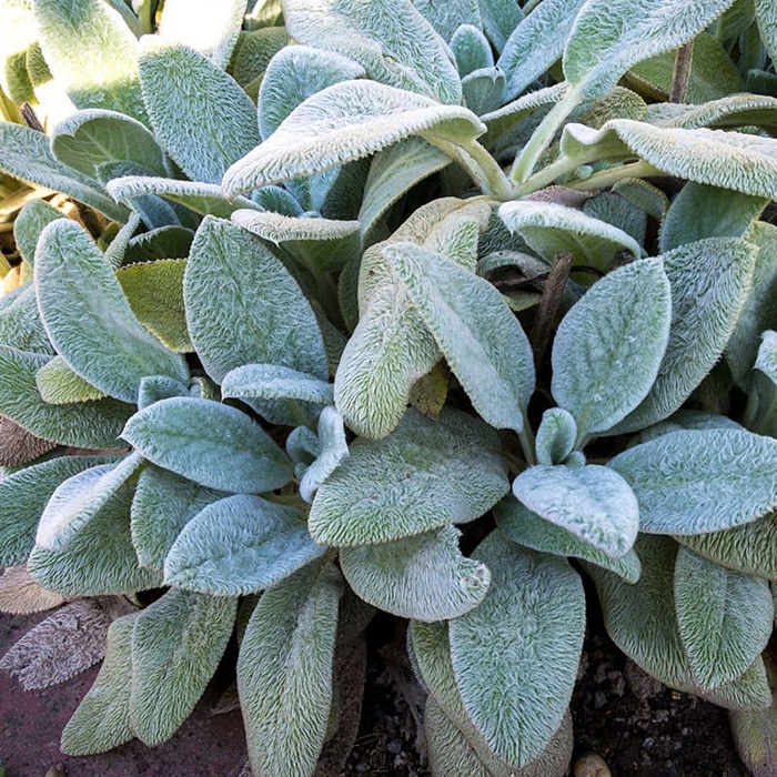 Stachys  byzantina - zajačie uško  P14