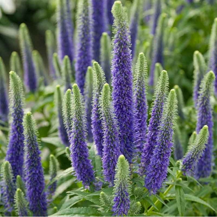 Veronica spicata  'Sunny Border Blue'