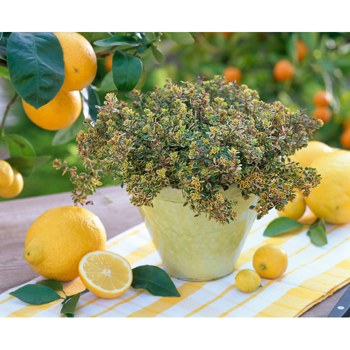 Materína dúška citrónová - Thymus citriodorus 'Golden King' K9