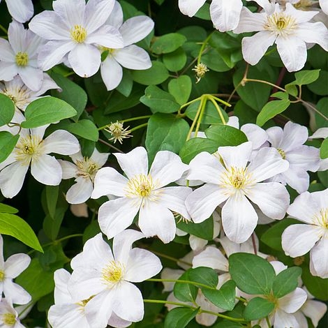 Plamienok - Clematis ´Madame Le Coultre´ Co2,5L  70/80