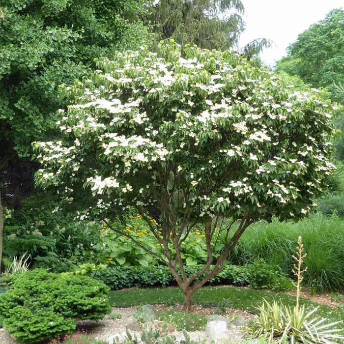 Drieň kousa - Cornus kousa 'China Girl' Co7,5L 60/80