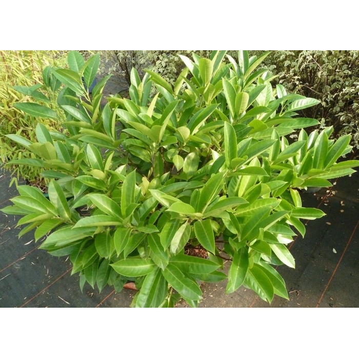 Vavrínovec lekársky - Prunus laurocerasus ´Green Planet´ Co20L 60/80